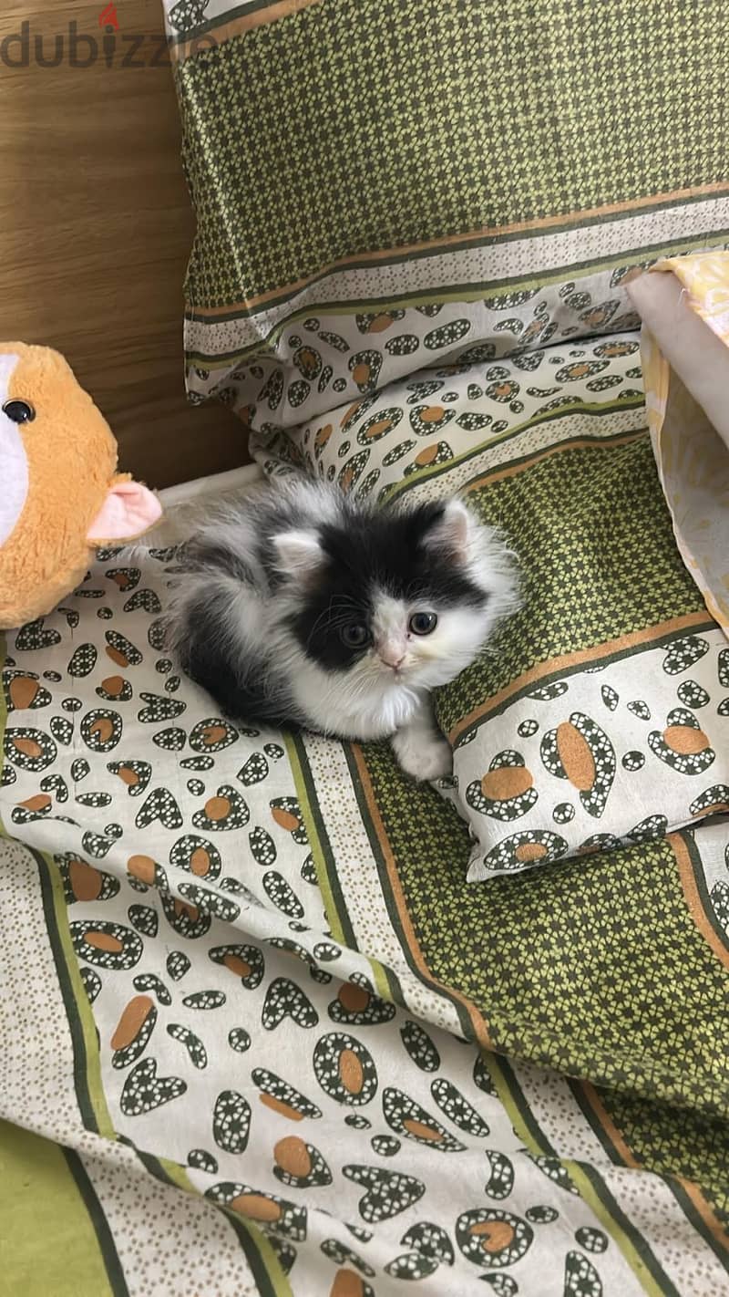 2 Persian Kitten for sale 2