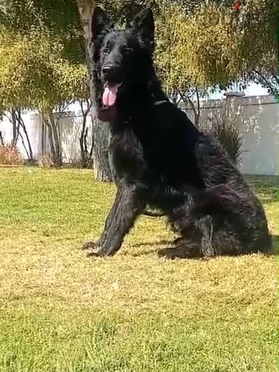 male German sheprd long hair top level