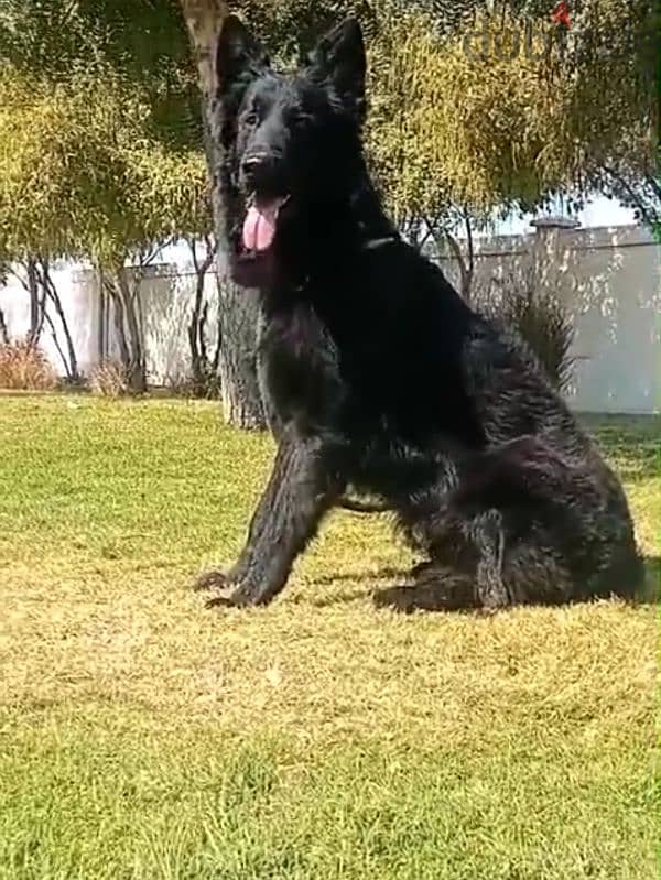 male German sheprd long hair top level 0