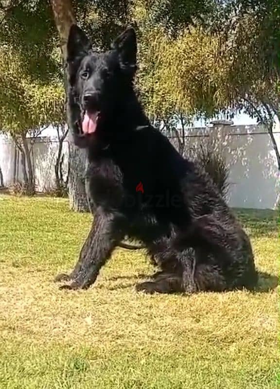 male German sheprd long hair top level 1