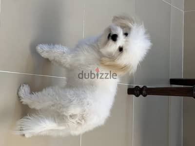 pure female maltese