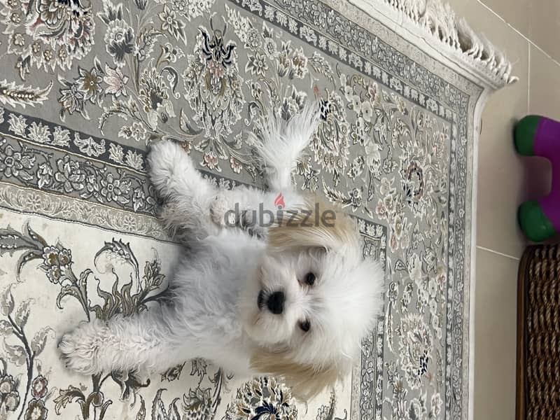 pure female maltese 1