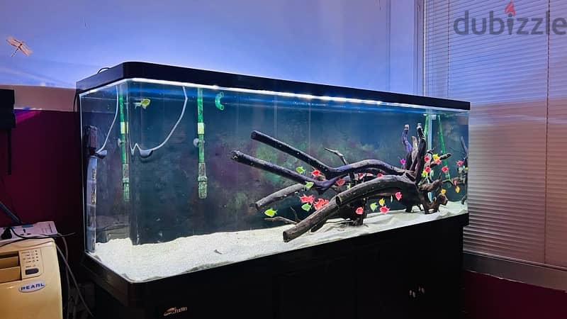 Fish Tank Aquarium with Fishes 1