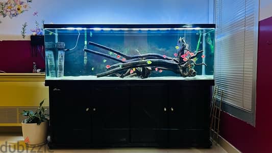 Fish Tank Aquarium with Fishes