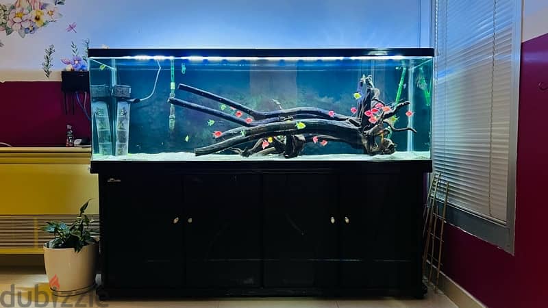 Fish Tank Aquarium with Fishes 0