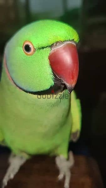 toking parrot for sale