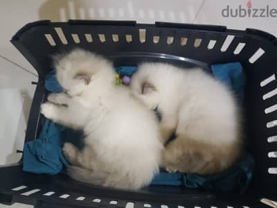 Himalayan Cats - 2 kittens