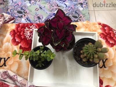 mix plants for sale