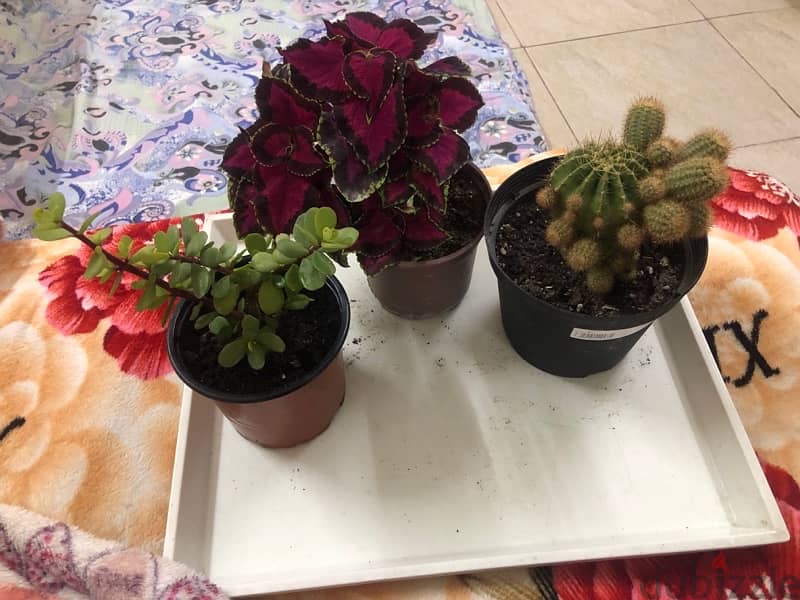 mix plants for sale 1