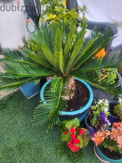 sago palm