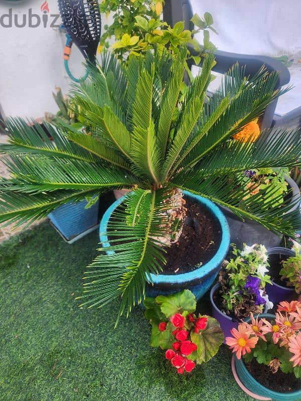 sago palm 0