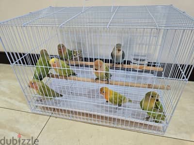 8 lovebird chicks