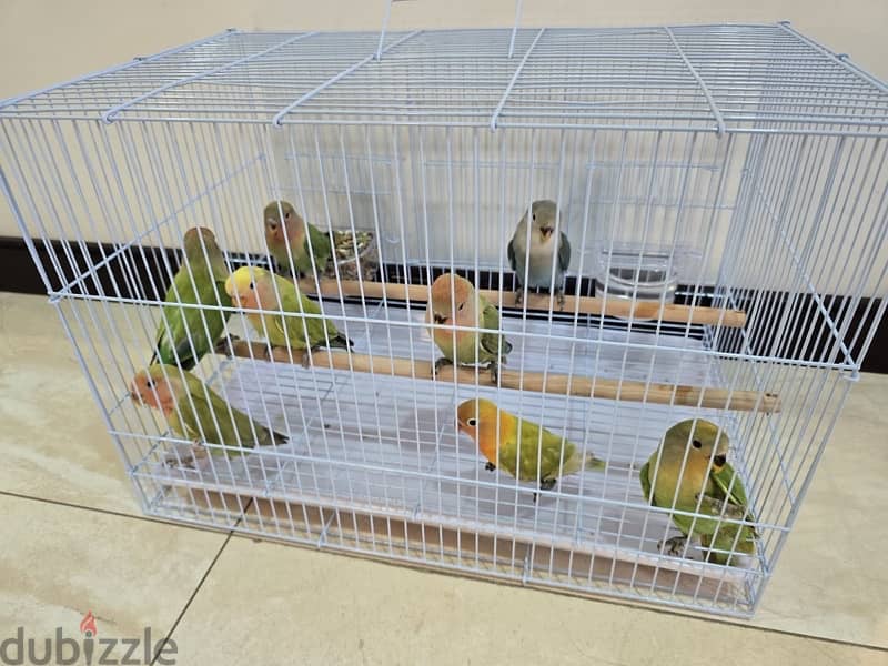 8 lovebird chicks 0