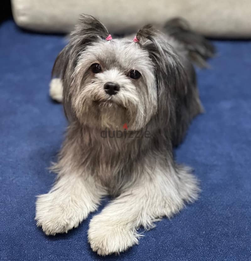 بيور شيتزو ، جميلة ، مطعمة ، مدربة ، pure shih tzu, Beautiful 1