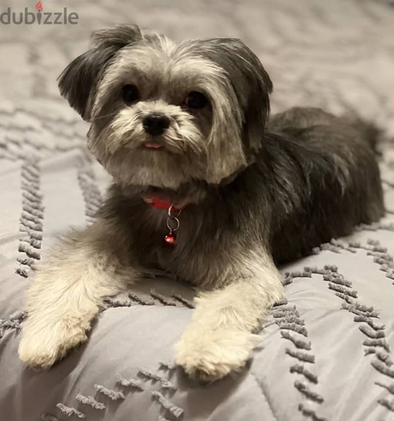 بيور شيتزو ، جميلة ، مطعمة ، مدربة ، pure shih tzu, Beautiful 2