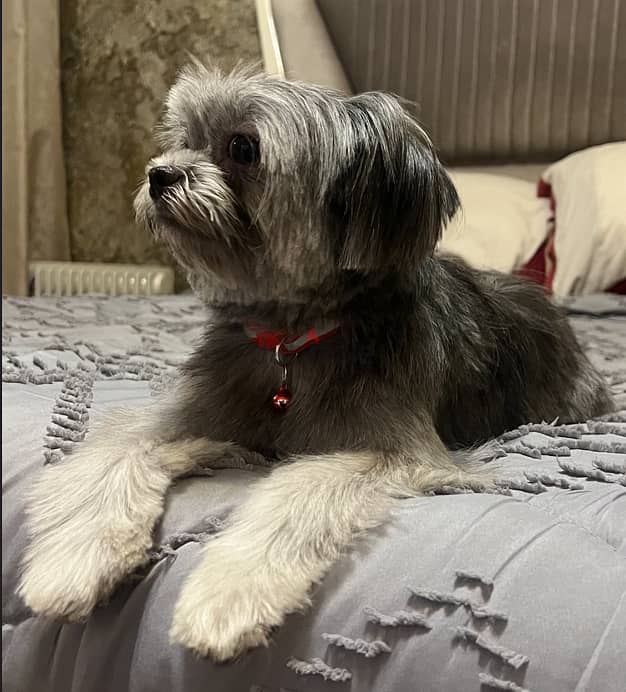 بيور شيتزو ، جميلة ، مطعمة ، مدربة ، pure shih tzu, Beautiful 3