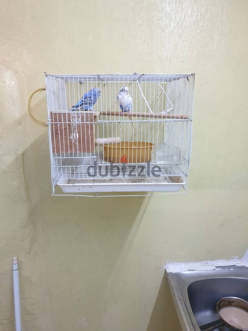 Bugies breeding pair for sale 0