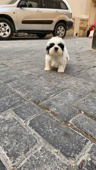 Shihtzu Male