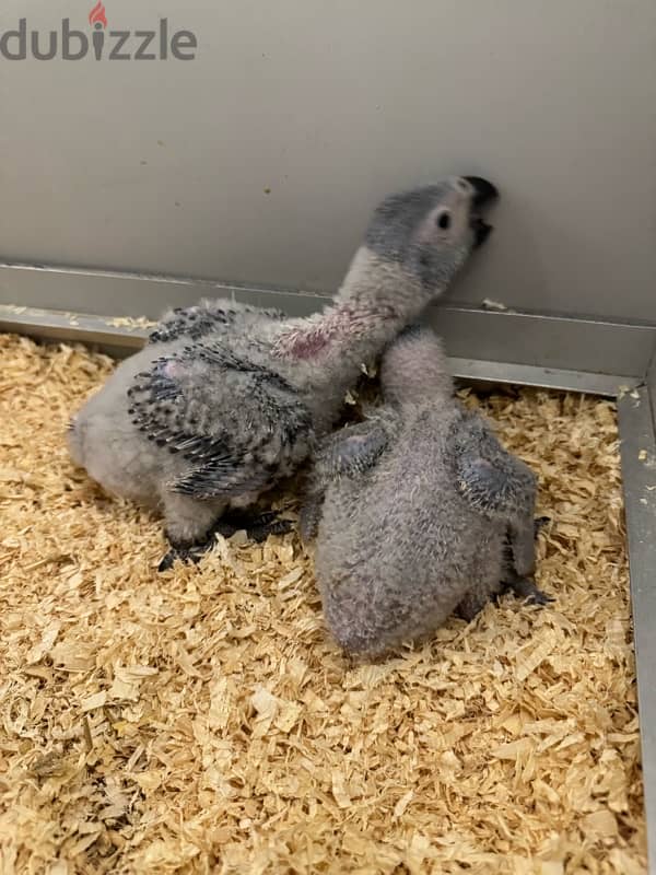 For sale Afrecian grey babies 1