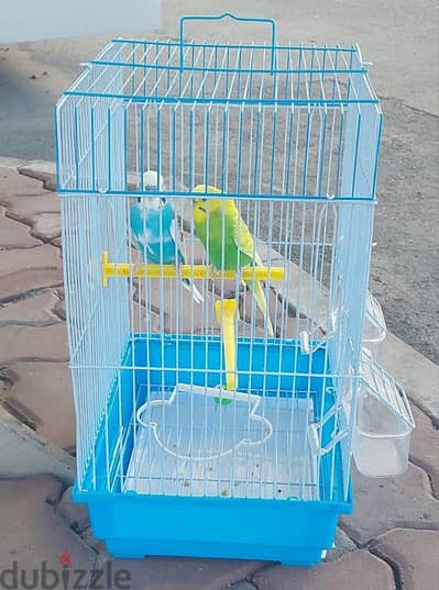 BUDGIE