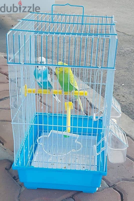 BUDGIE 2