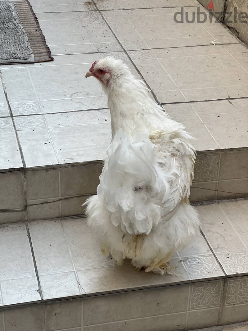 Brahma chicken pair for sale 1