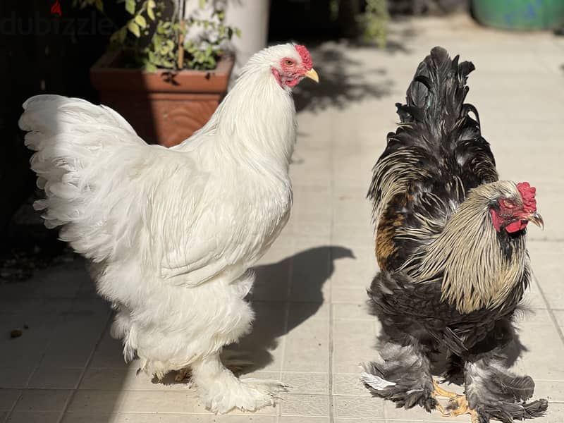 Brahma chicken pair for sale 2