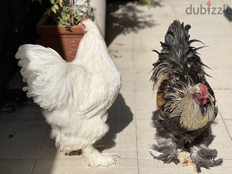 Brahma chicken pair for sale 3