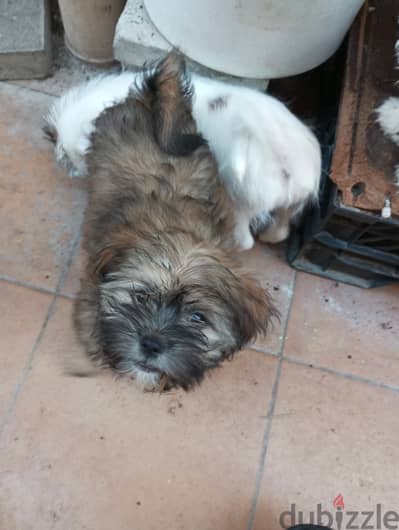 Puppies mixed breed pet for sale