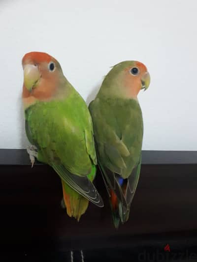 love birds for sale . .