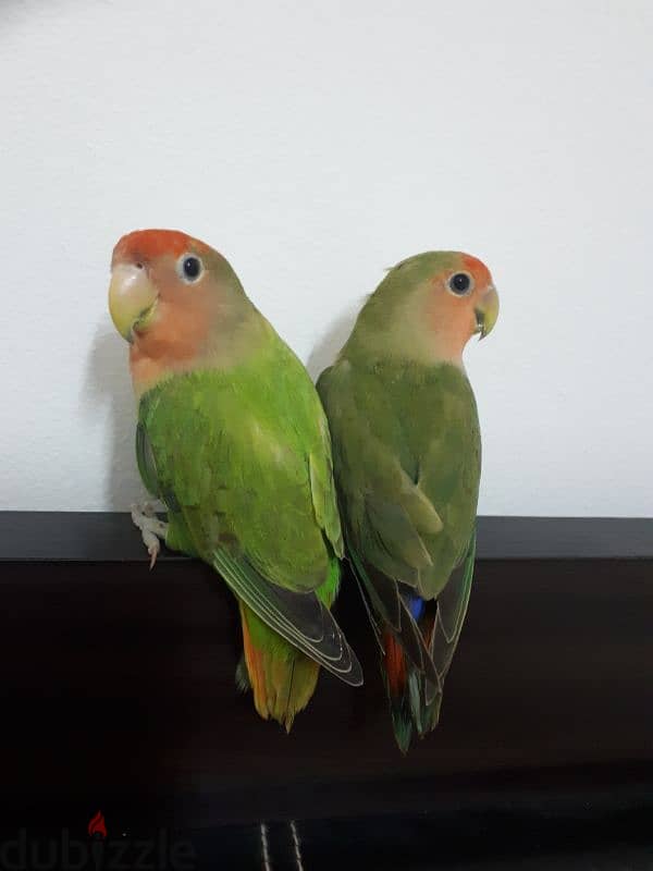 love birds for sale . . 1