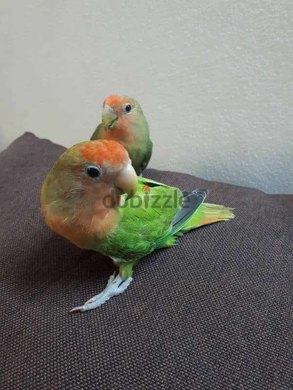 love birds for sale . . 2