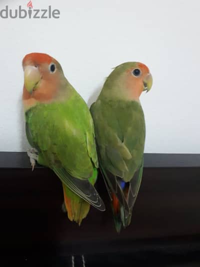 tamed love birds for sale