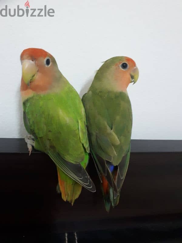 tamed love birds for sale 0