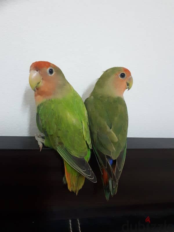 tamed love birds for sale 1