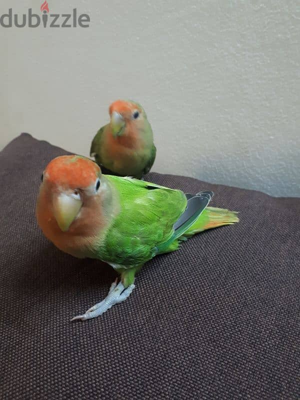 tamed love birds for sale 3