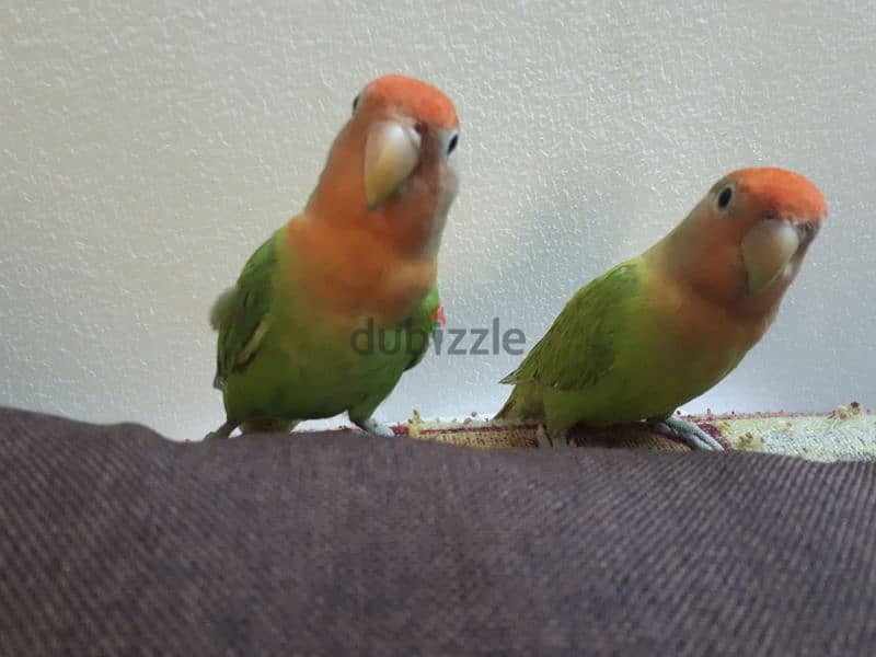 tamed love birds for sale 4