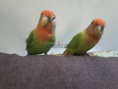 love birds urgent for sale