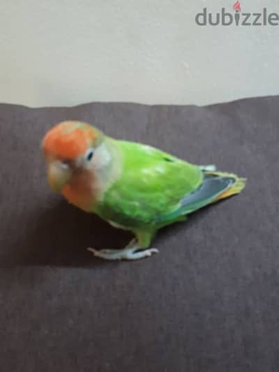 love birds urgent for sale