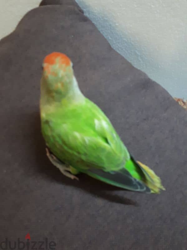 love birds urgent for sale 2