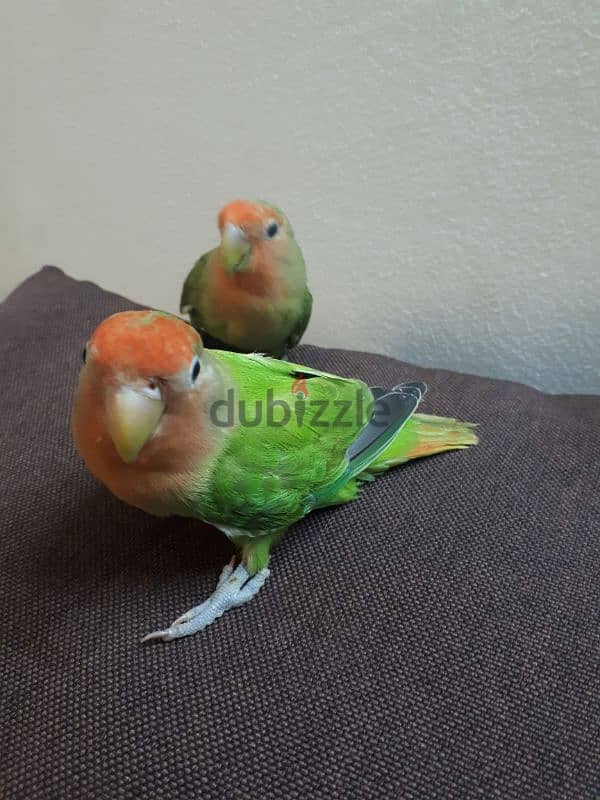 love birds urgent for sale 4