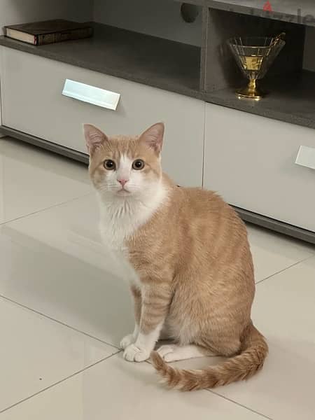 male cats for adoption ,2 years old 1