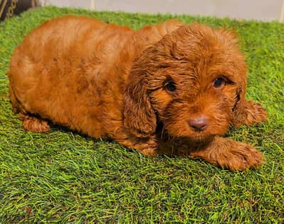 Mini toy poodle