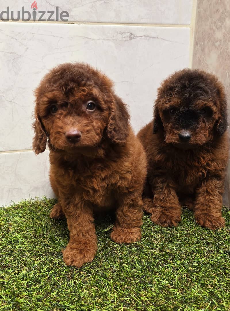 Mini toy poodle high class 9