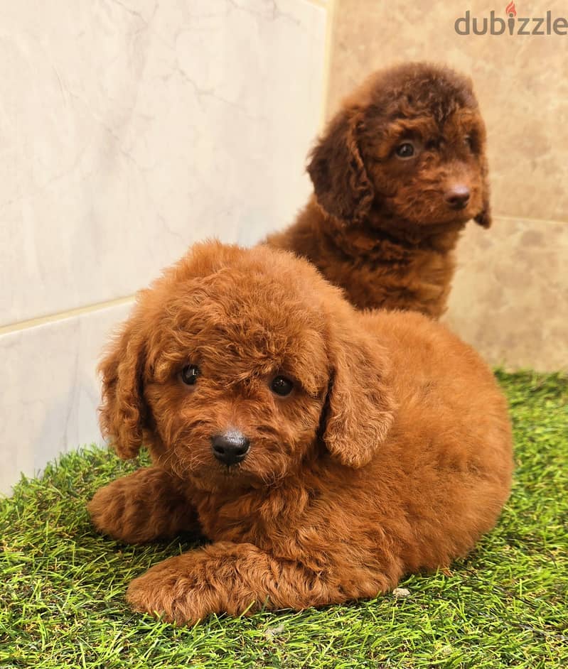 Mini toy poodle high class 10