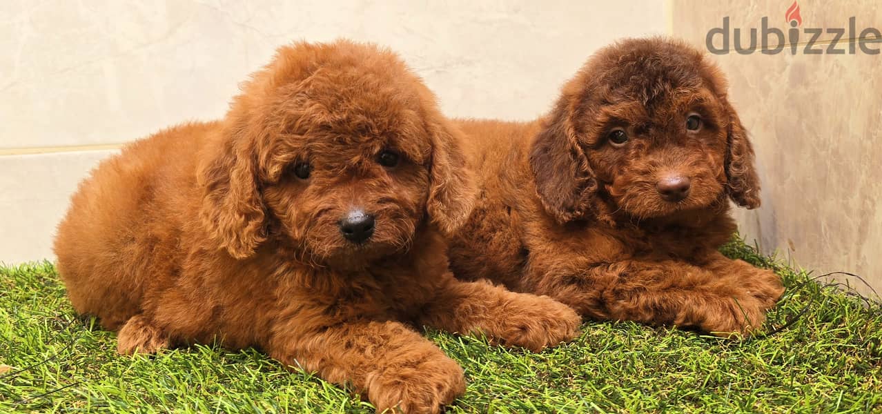 Mini toy poodle high class 11