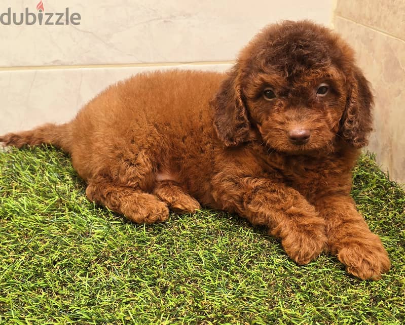 Mini toy poodle high class 12