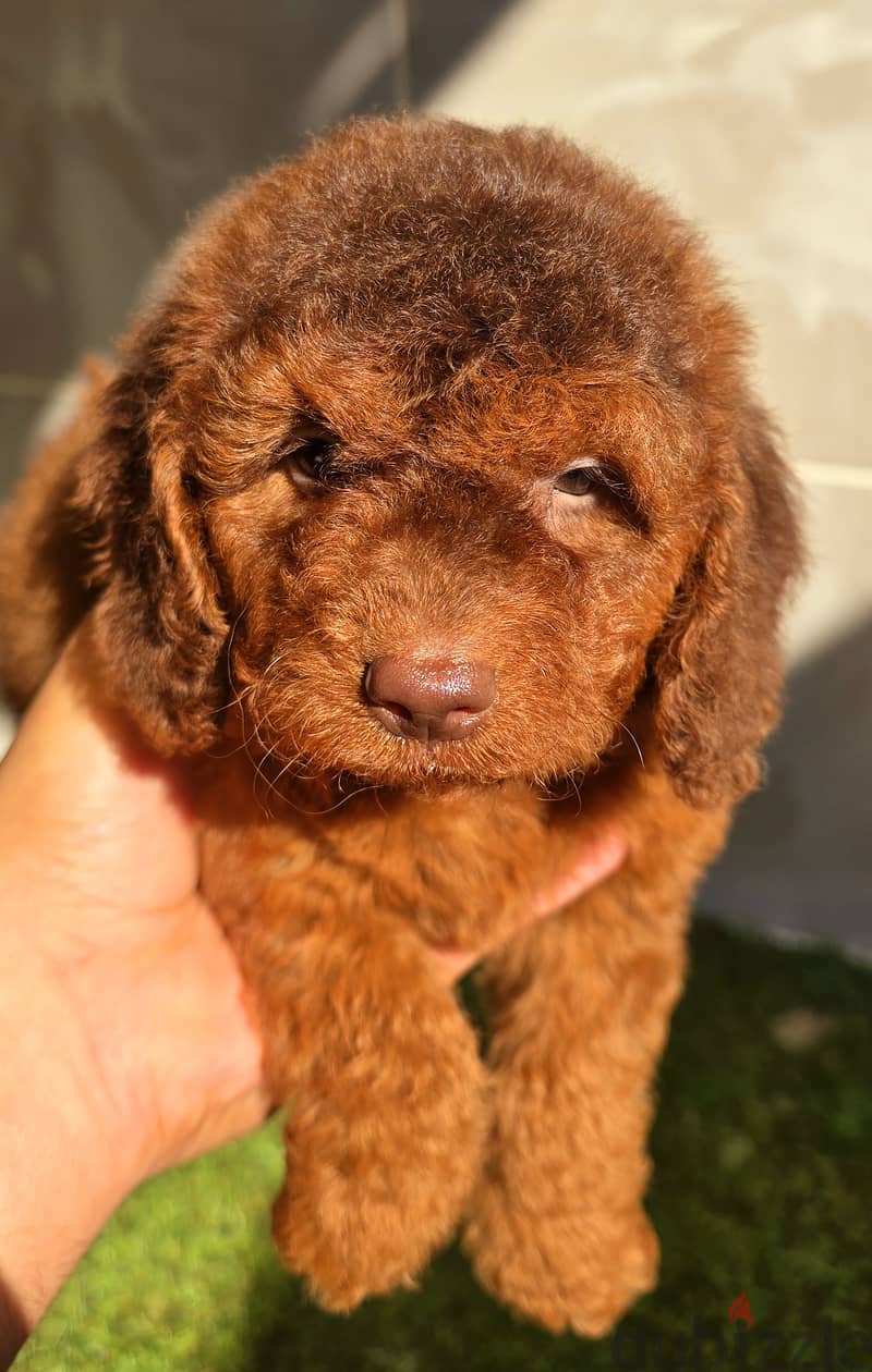 Mini toy poodle high class 13