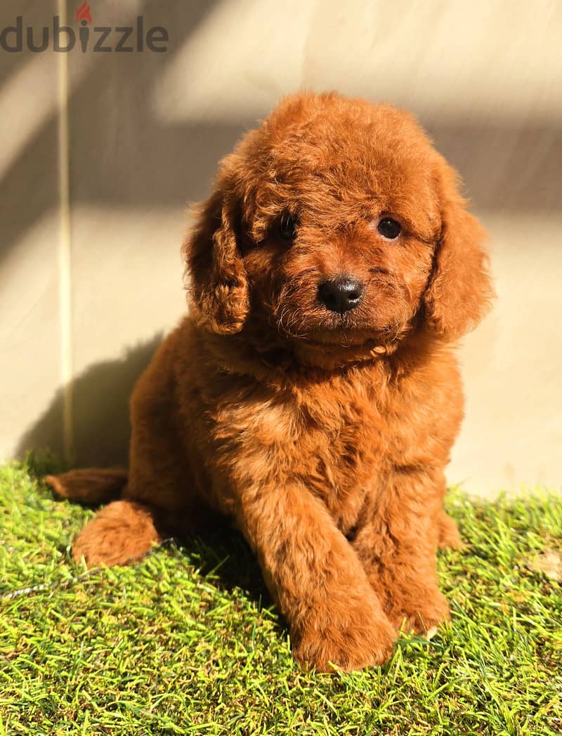 Mini toy poodle high class 14