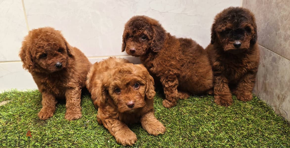 Mini toy poodle high class 15